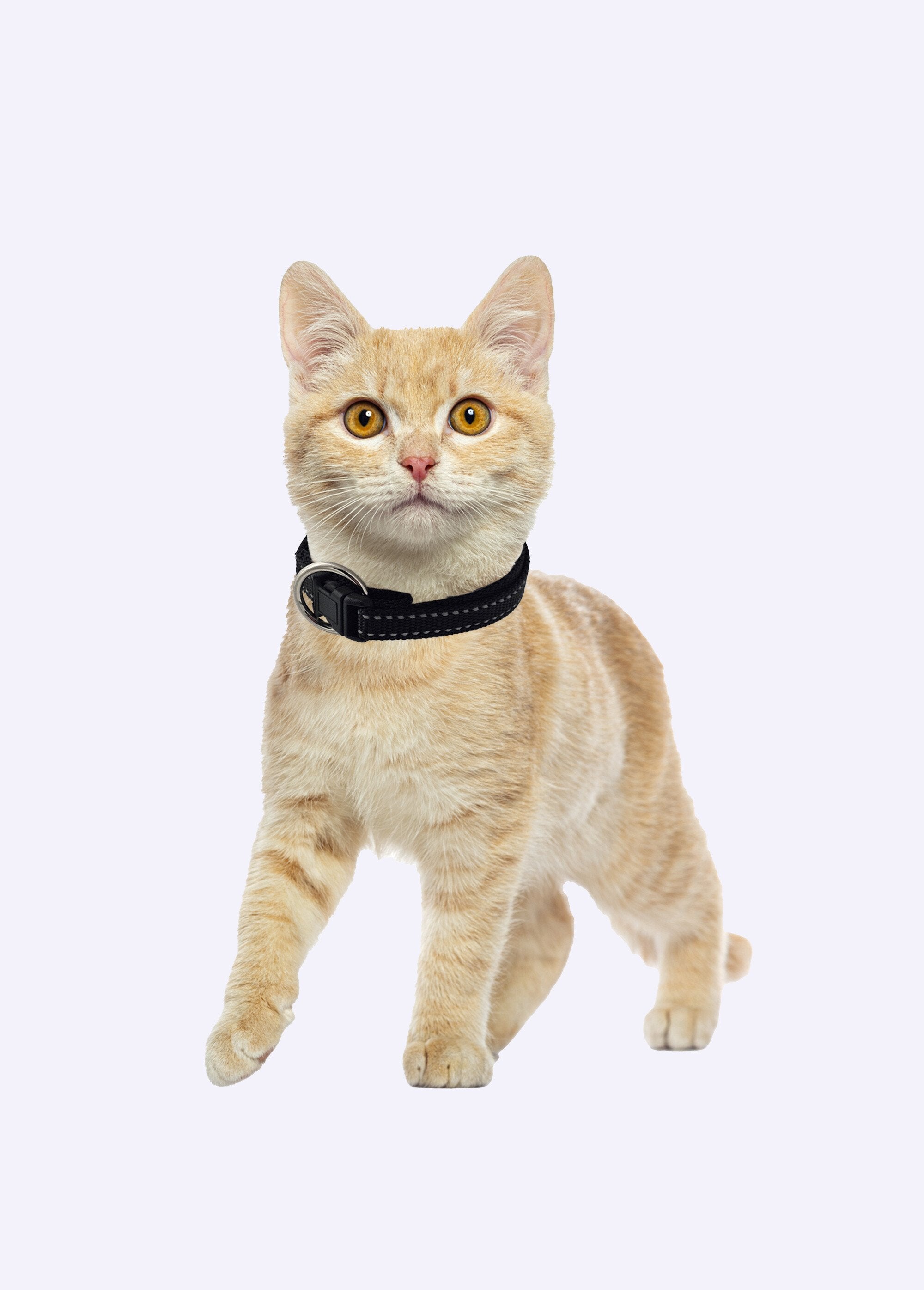 Reflective_pet_collar_Black_DE1_slim